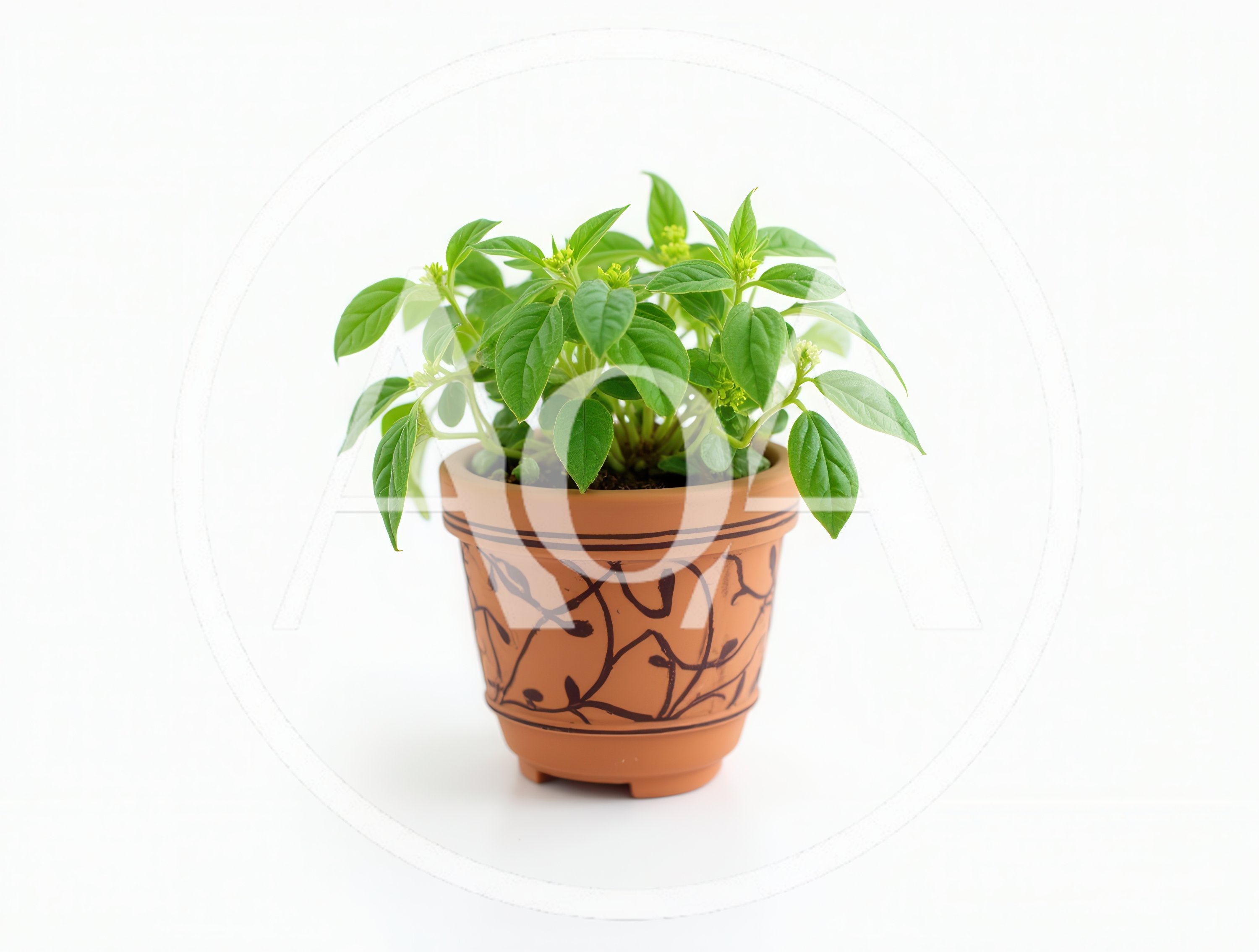 Small Potted Green Plant in Decorative Terracotta Pot