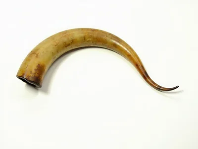 Curved Animal Horn Isolated On White Background