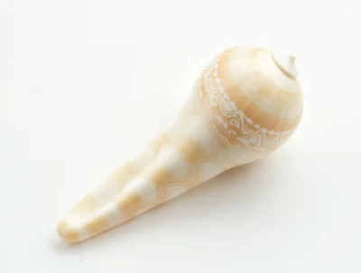Ornate Conch Shell Isolated On White Background