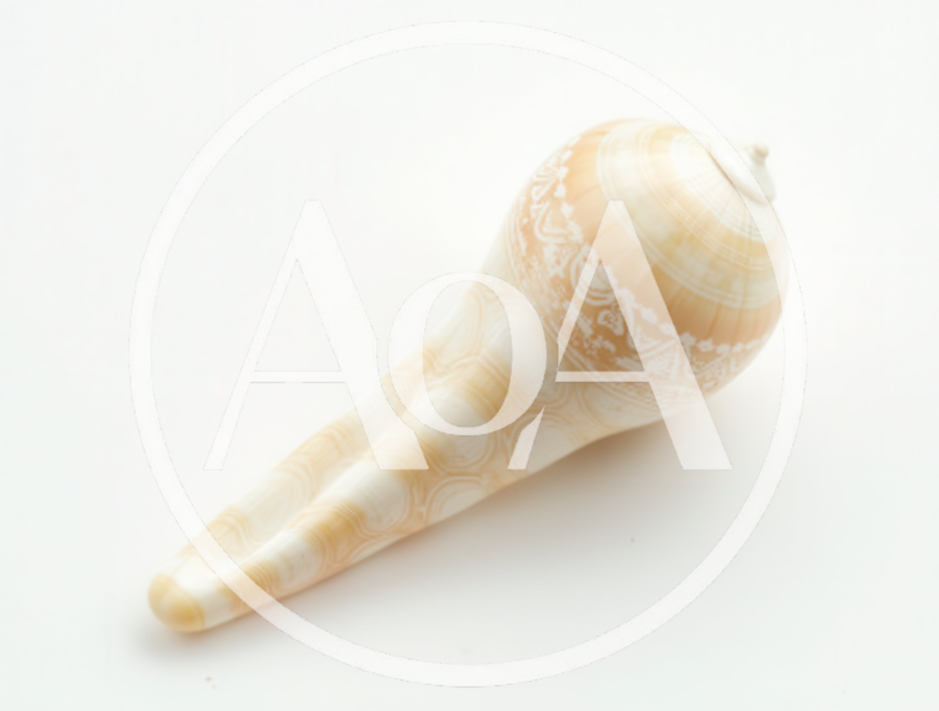 Ornate Conch Shell Isolated On White Background