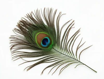 Single Peacock Feather Isolated On White Background