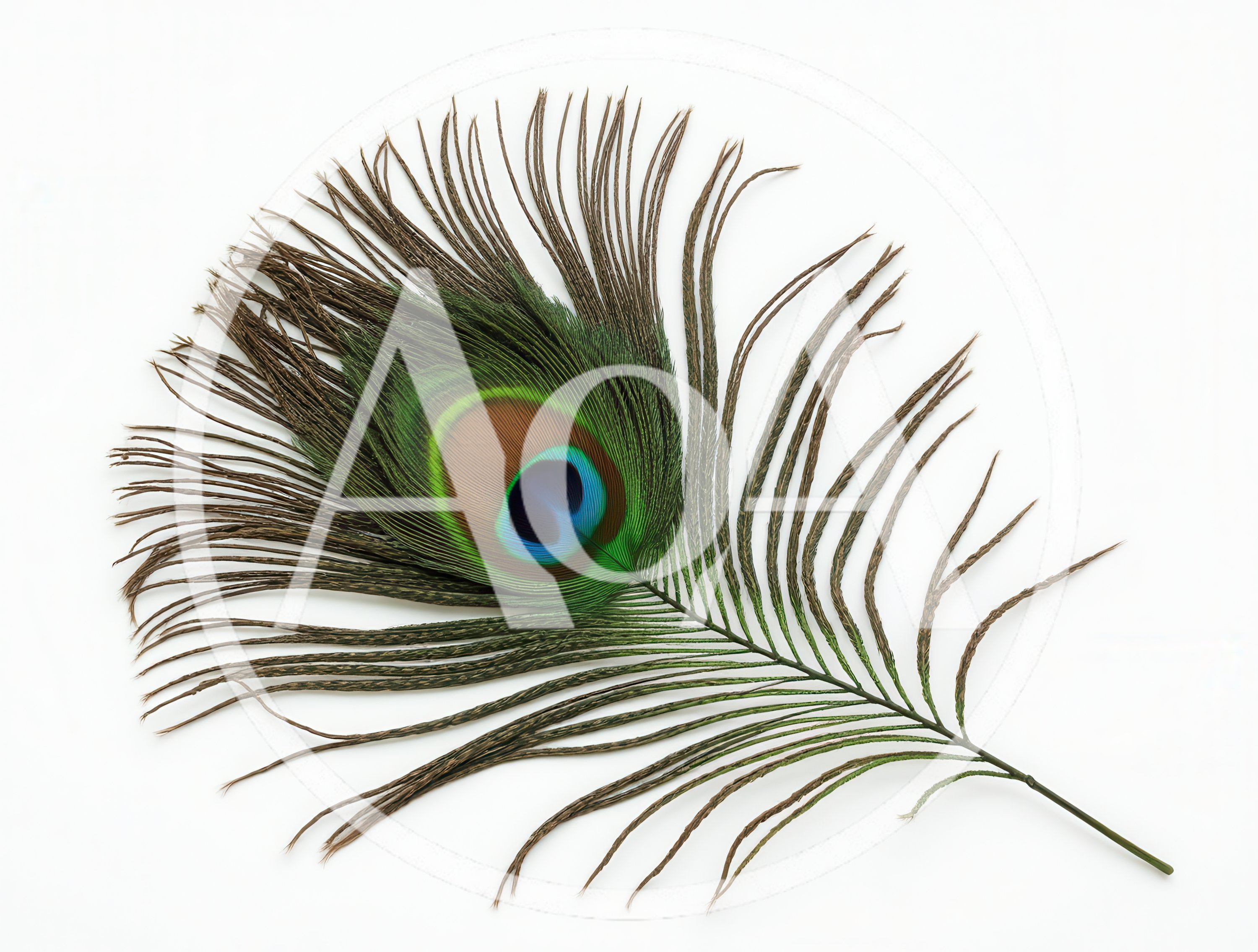 Single Peacock Feather Isolated On White Background