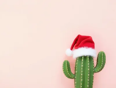Cactus Wearing A Santa Hat On Pink Background