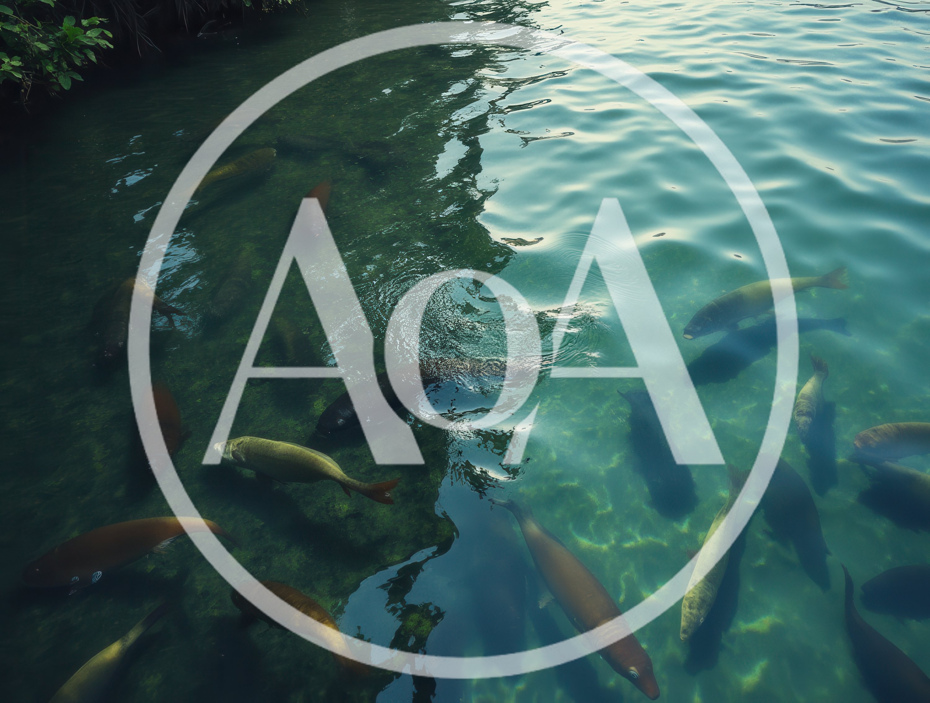 School Of Large Fish Swimming In Clear Tropical Water