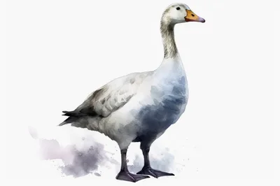 Watercolor Illustration Of A Standing Snow Goose
