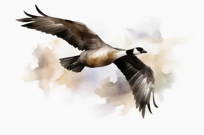 Watercolor Illustration Of A Canada Goose In Flight