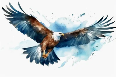 Watercolor Painting Of A Bald Eagle In Flight