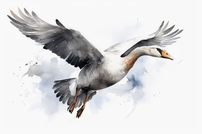 Watercolor Illustration Of A Goose In Flight