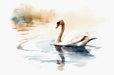 Watercolor Painting Of A Graceful White Swan