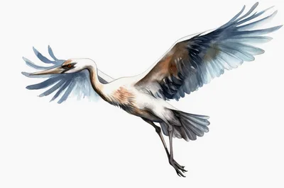 Watercolor Illustration Of A Flying Crane Bird
