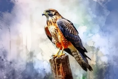 Majestic Red Shouldered Hawk Perched On Wooden Post