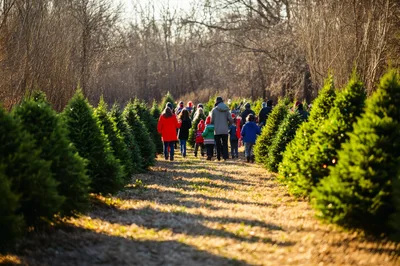 Families Walking Through A Christmas Tree Farm