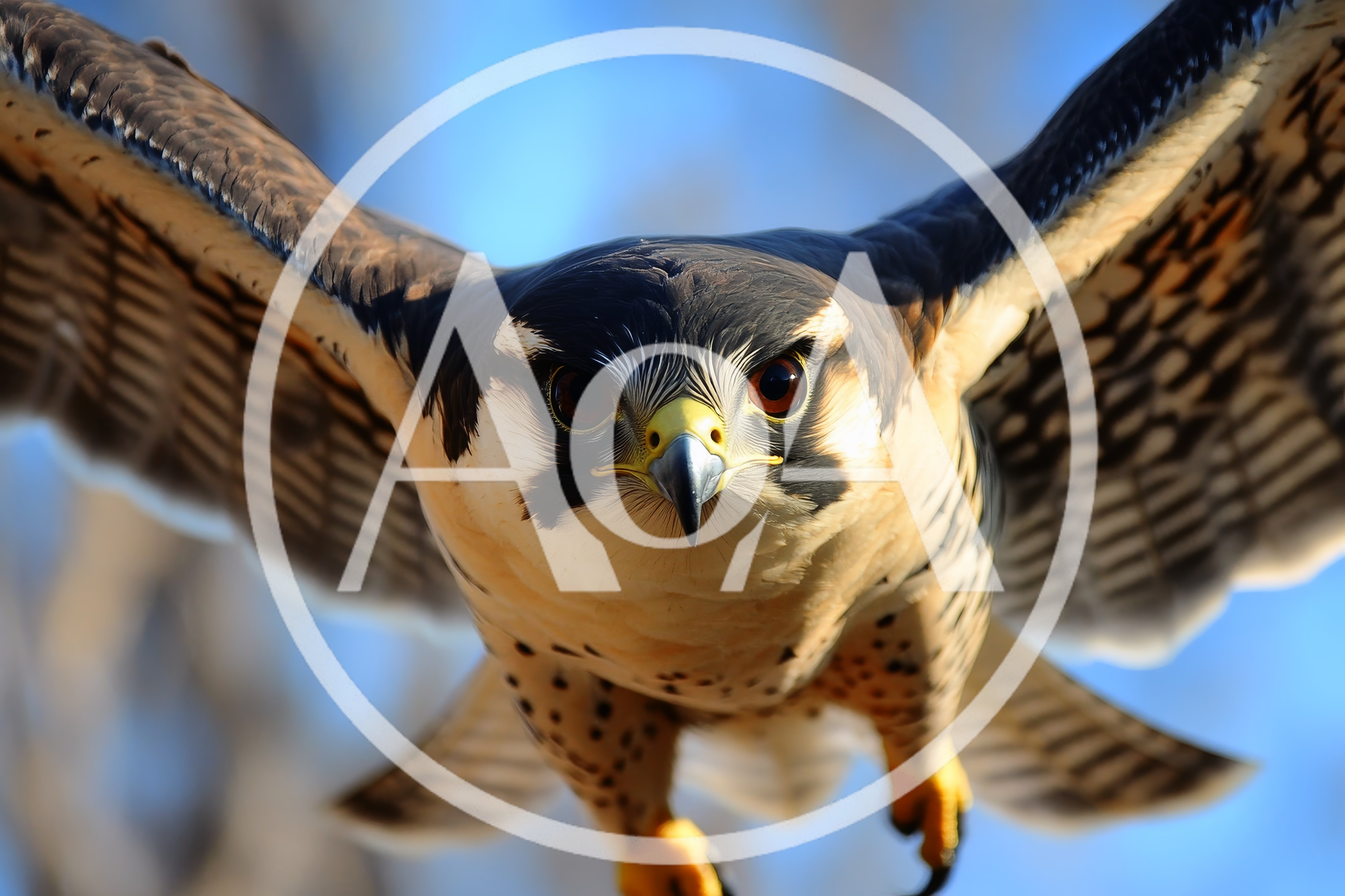 Peregrine Falcon Flying Directly Toward Camera