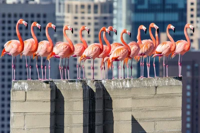 Group Of Flamingos Standing On A City Rooftop