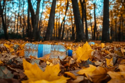 Plastic Water Bottle Littering The Forest Floor