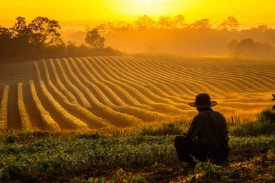 Farmer Sitting Overlooking A Golden Sunrise Tea Plantation