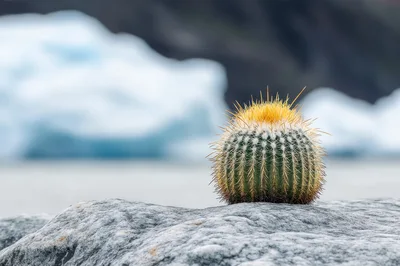 Golden Barrel Cactus Sitting On A Glacial Rock