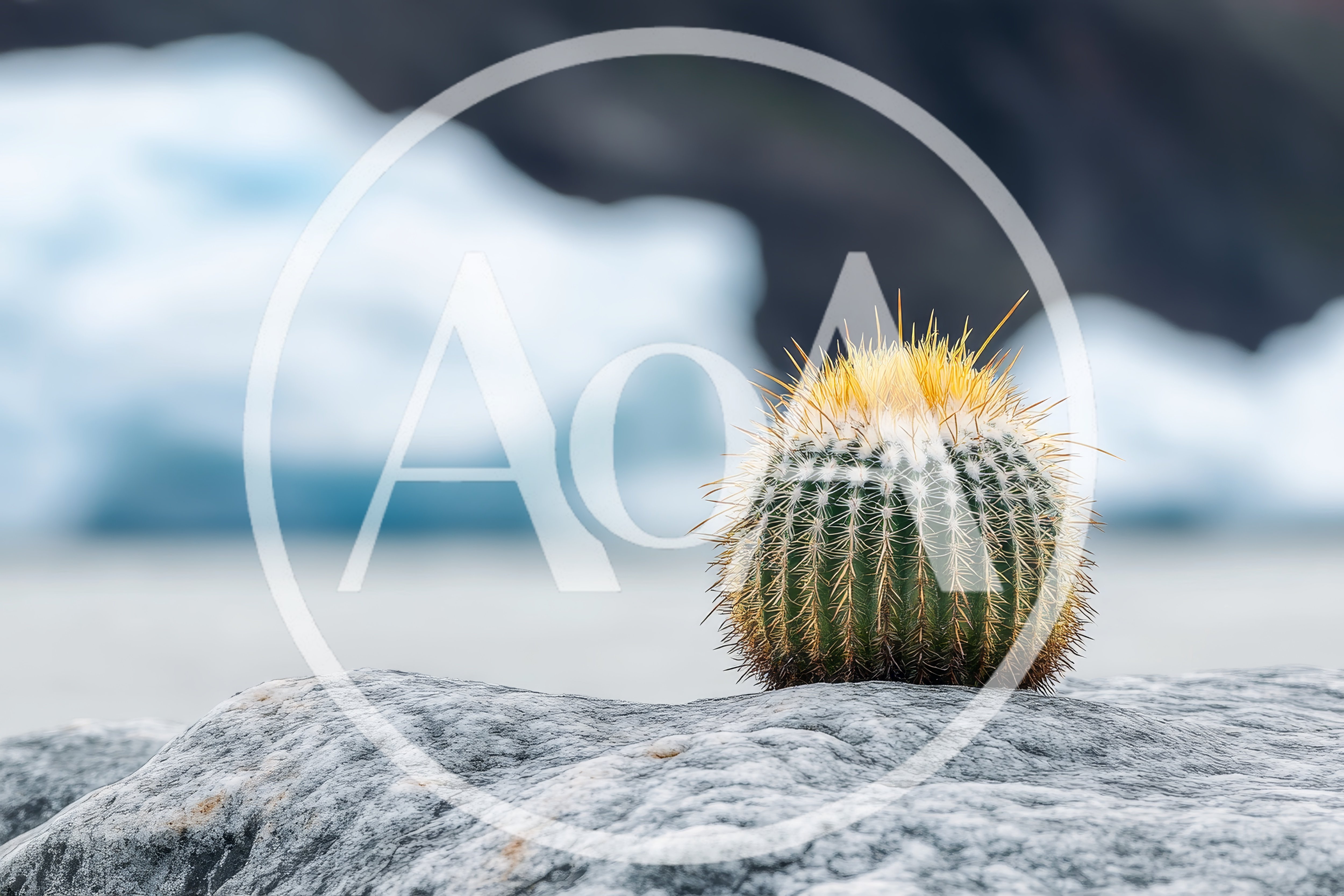 Golden Barrel Cactus Sitting On A Glacial Rock