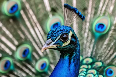 Close Up Portrait Of A Vibrant Male Peacock