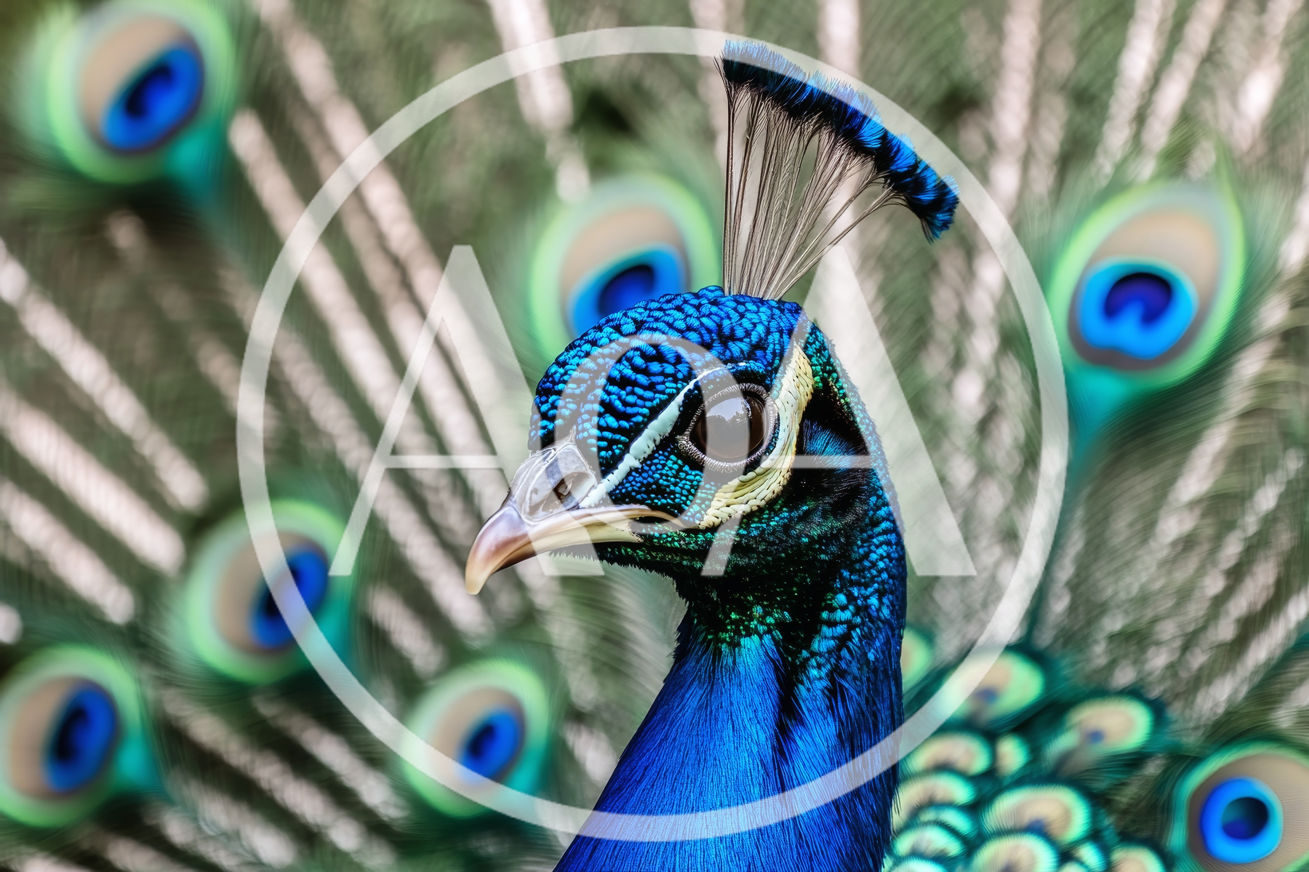 Close Up Portrait Of A Vibrant Male Peacock