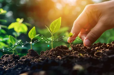 Hand Nurturing Small Green Seedlings With Digital Growth Charts