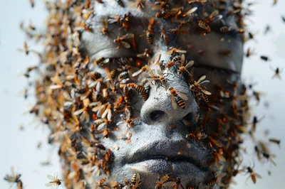 Human Face Covered In Swarming Insects