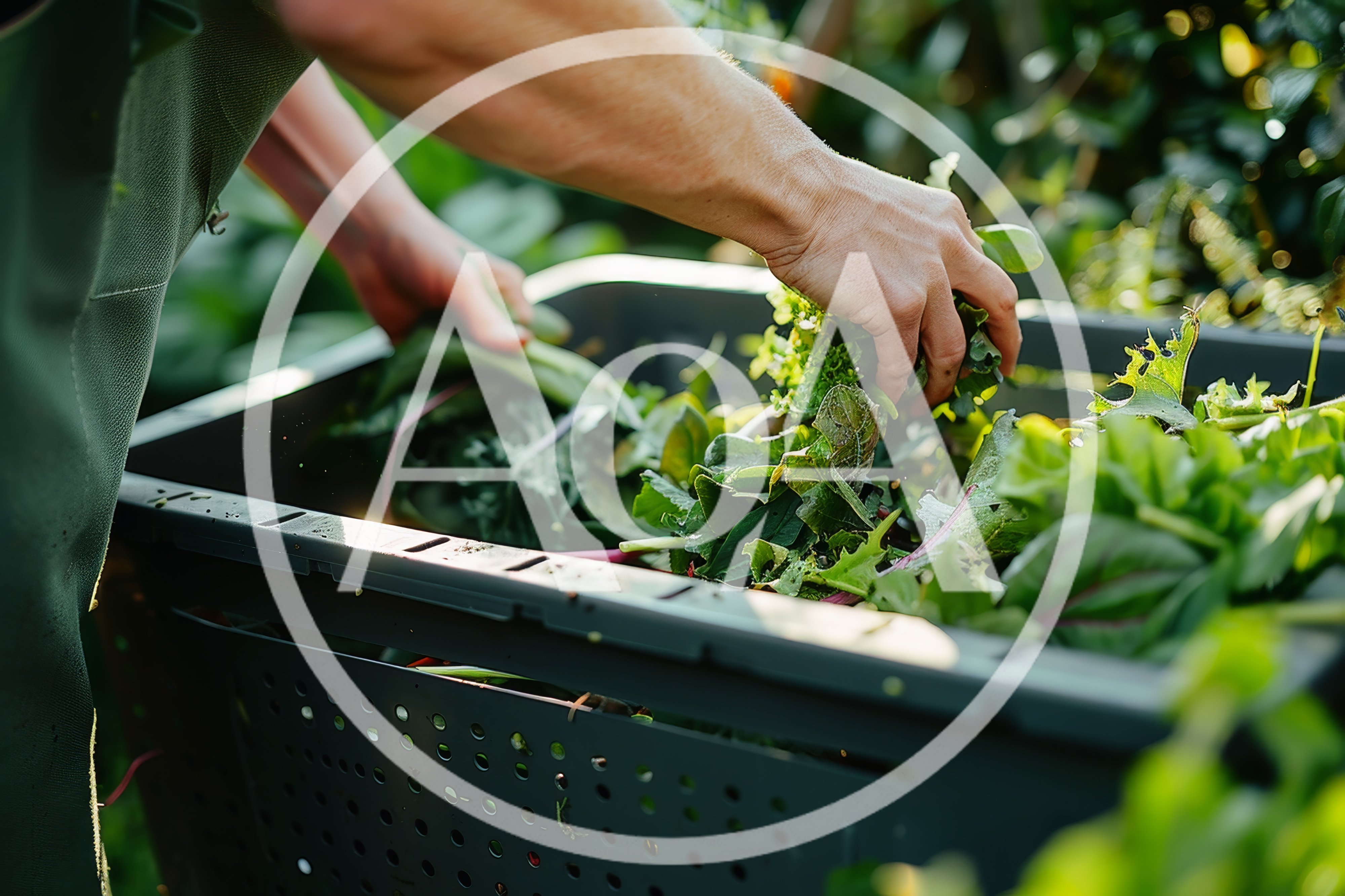 Farmer Harvesting Fresh Organic Greens Into Plastic Crate