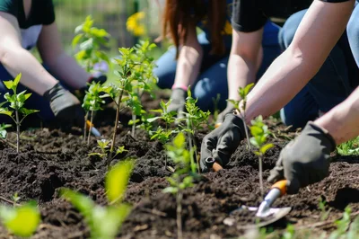 Volunteers Planting Young Saplings In Community Garden