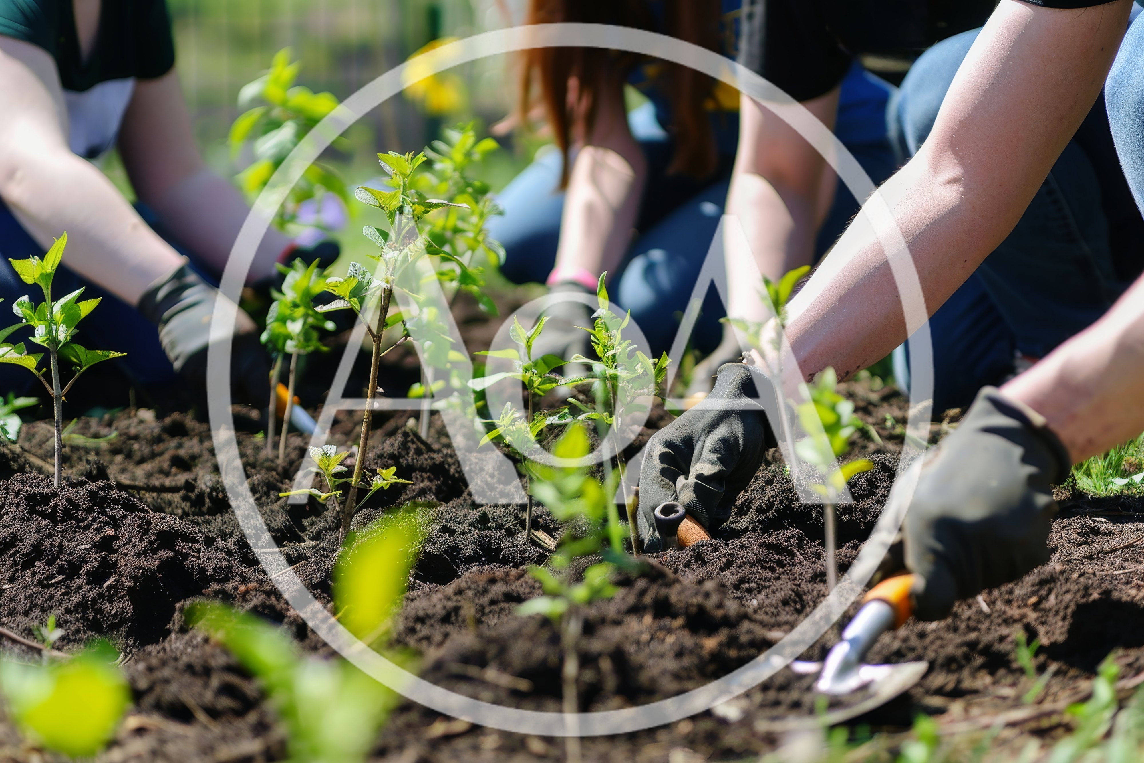 Volunteers Planting Young Saplings In Community Garden