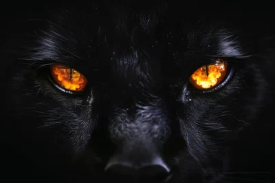 Close Up Portrait Of A Black Panther With Glowing Eyes