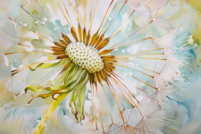 Macro Watercolor Painting Of A Dandelion Seed Head