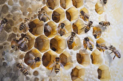 Honey Bees Working On A Detailed Watercolor Honeycomb