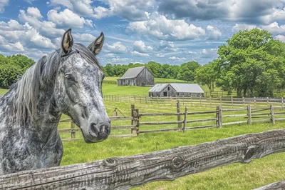 Dapple Gray Horse Standing Near Wooden Farm Fence