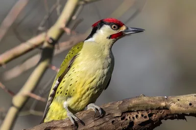 European Green Woodpecker Perched On A Tree Branch