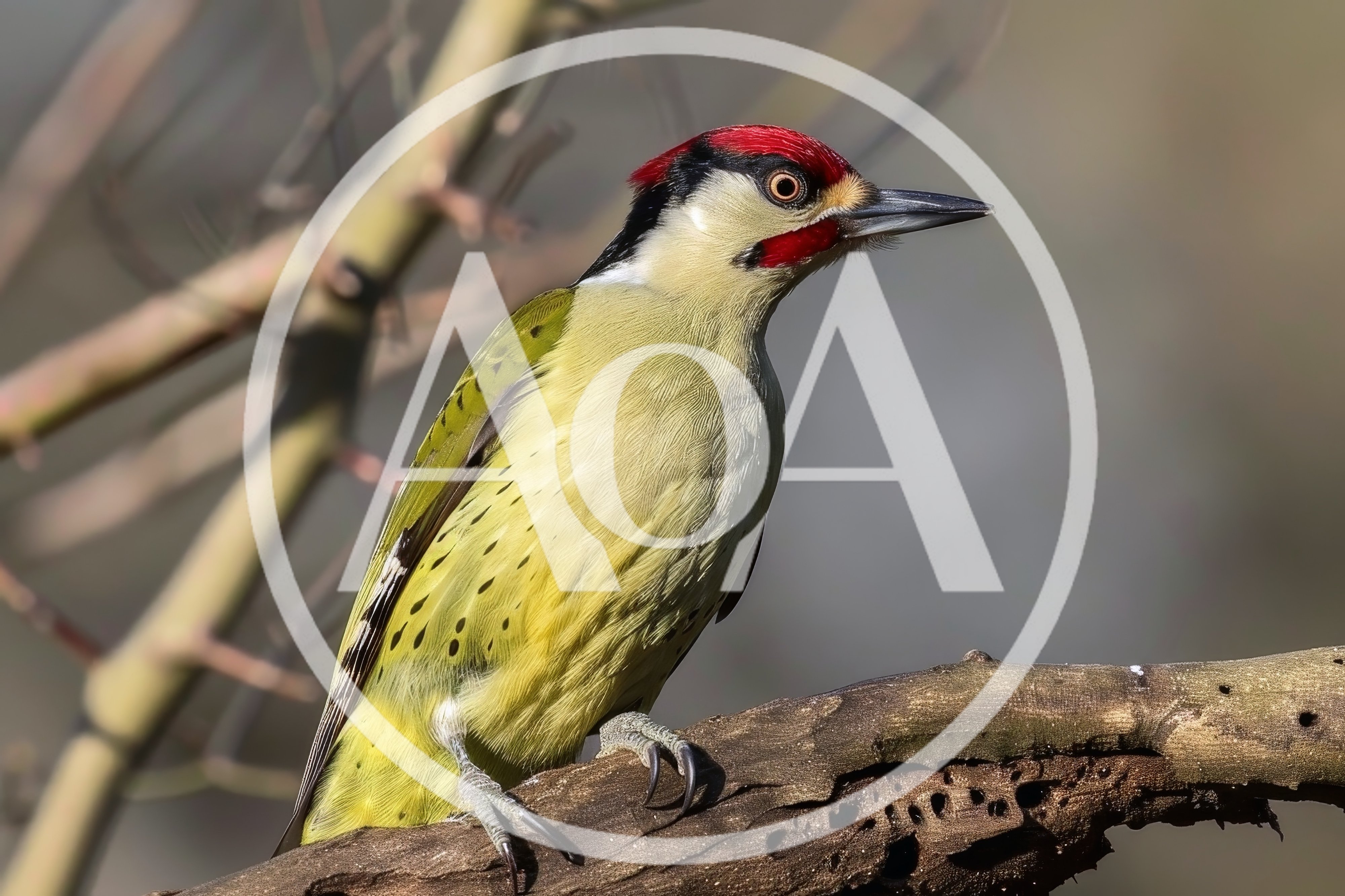 European Green Woodpecker Perched On A Tree Branch