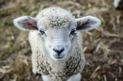 Close Up Portrait Of A Young Lamb