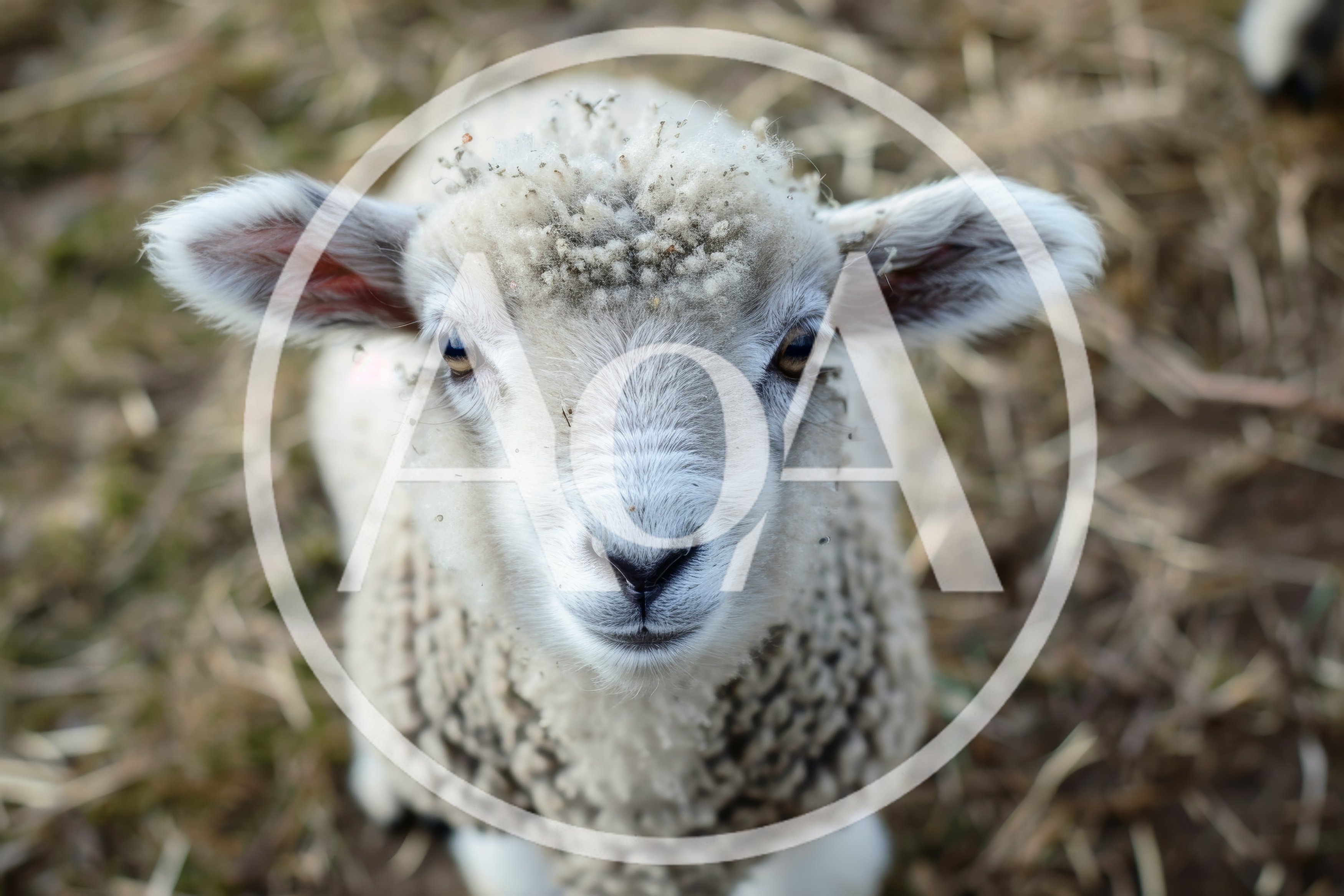 Close Up Portrait Of A Young Lamb