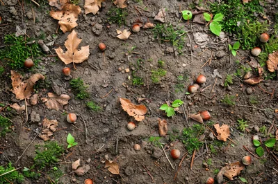 Hazelnuts Scattered On Forest Floor With Fallen Leaves