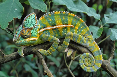 Veiled Chameleon Resting On A Tree Branch