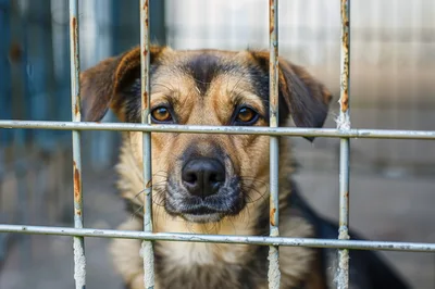 Sad Dog Looking Through Metal Kennel Cage Bars