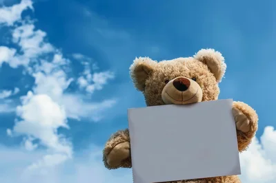 Teddy Bear Holding A Blank White Sign