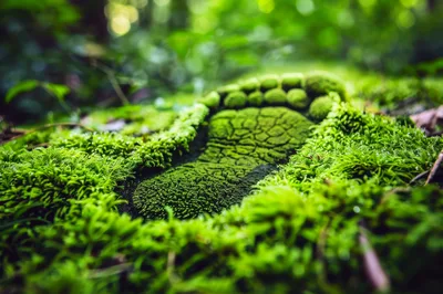 Human Footprint Imprint In Lush Green Forest Moss