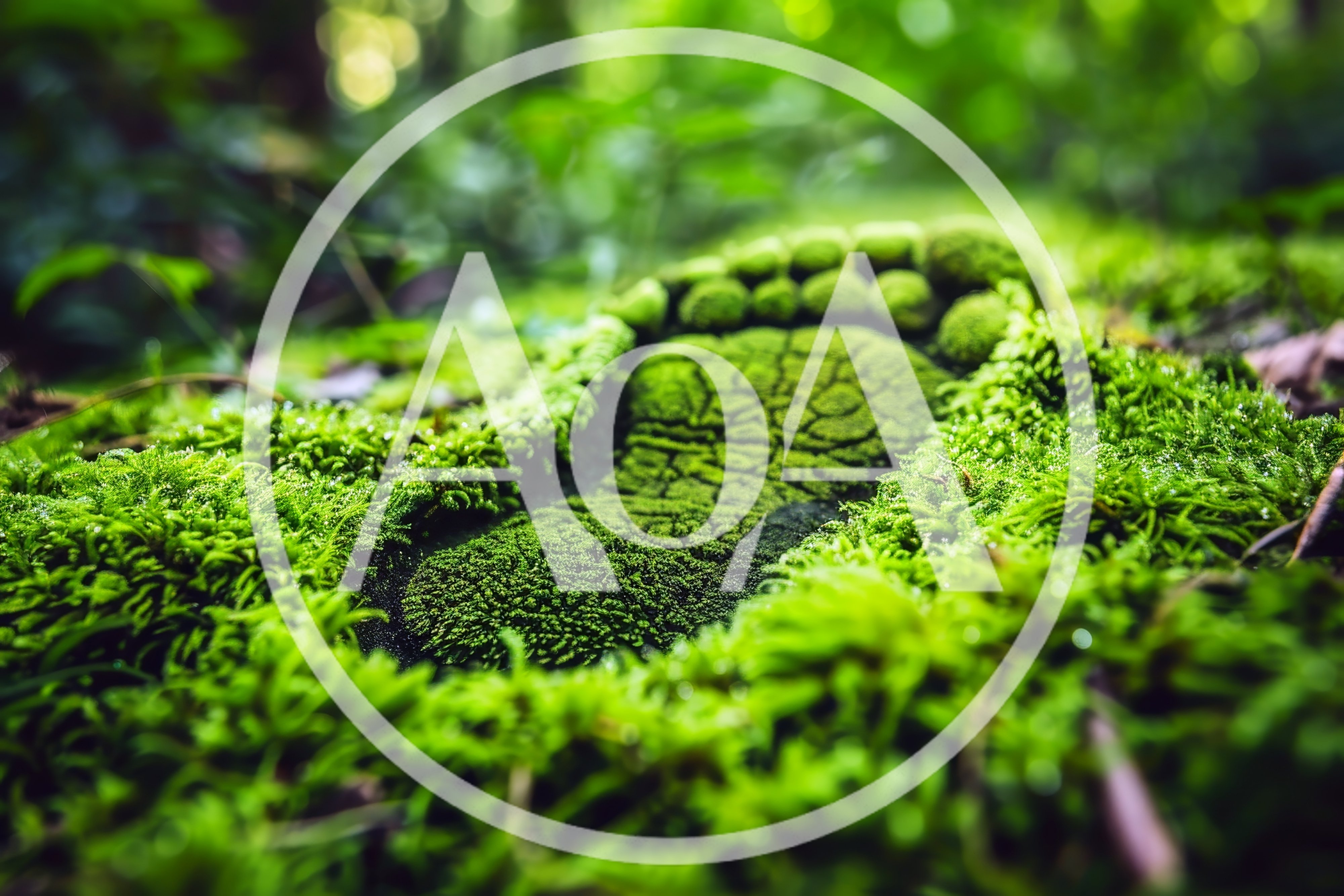 Human Footprint Imprint In Lush Green Forest Moss