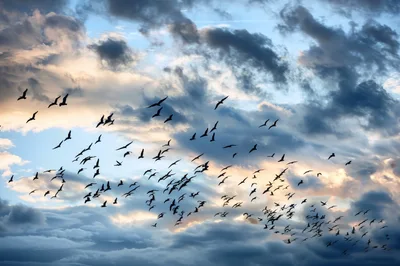 Large Flock Of Birds Flying In Cloudy Sky