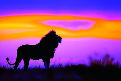 Majestic Lion Silhouette Against Vibrant Sunset Sky