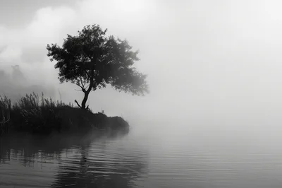 Solitary Tree Standing On A Misty Lakeshore