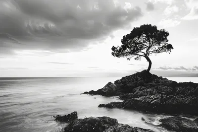 Solitary Tree On Rocky Coastal Outcrop