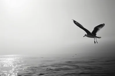 Seagull Flying Over Calm Misty Ocean Waters