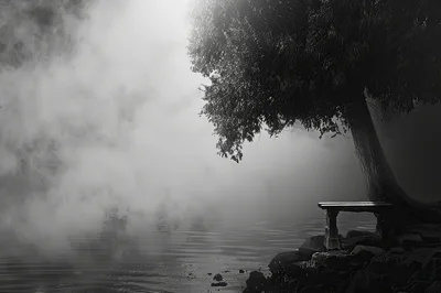 Lonely Bench Under A Willow Tree In Thick Fog
