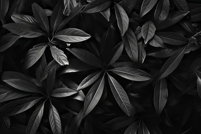 Dark Monochrome Foliage Background Of Lush Tropical Leaves